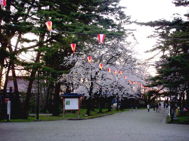 千秋公園内の桜