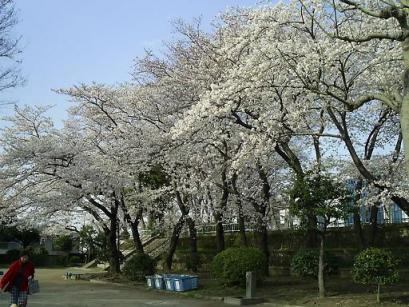 野毛山 桜２50.JPG