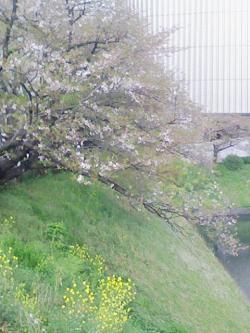 北の丸公園堀の桜.jpg