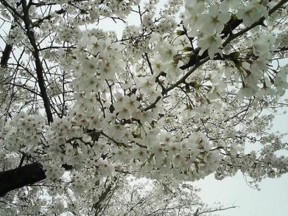 50PIC_0045.JPG