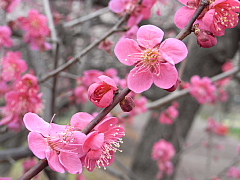 ume1