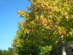 紅葉の先駆け　２　.JPG