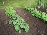 veg garden 1 dim