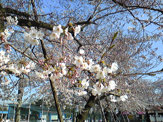 桜１