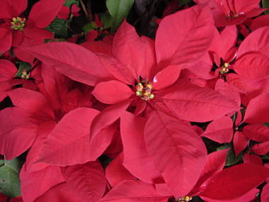 poinsechia01.jpg