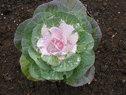 IMG_0248.jpg