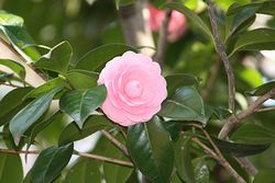 椿-1.jpg