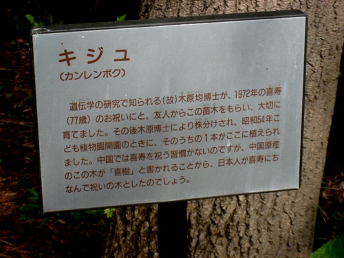 キジュの説明.jpg