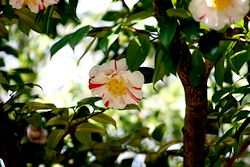 椿-4.jpg