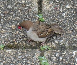 雀-03.jpg
