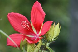 モミジ芙蓉.jpg