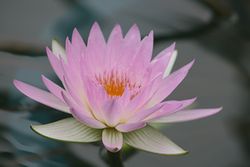 睡蓮-2 (8).jpg