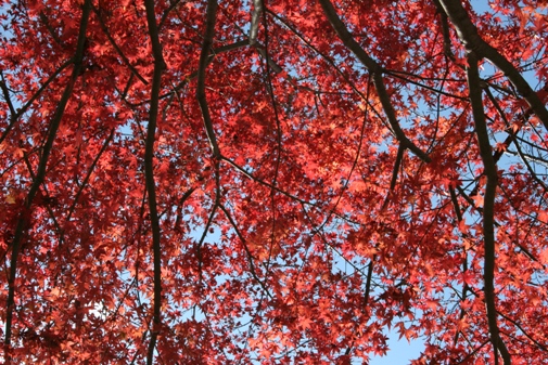 紅葉.jpg