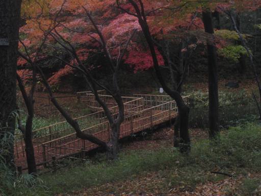 紅葉-4.jpg