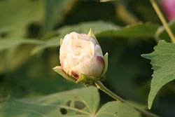 酔芙蓉-2.jpg