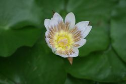 睡蓮-2 (14).jpg