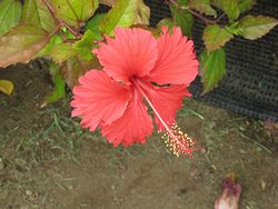 IMG_9741.jpg