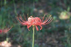曼珠沙華-2.jpg