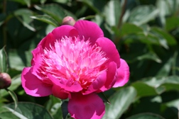 芍薬-NP1.jpg
