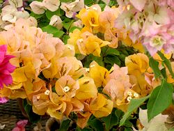 IMG_9745.jpg