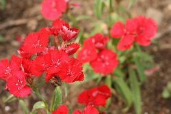 IMG_2823.jpg
