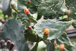 サボテンの花.jpg