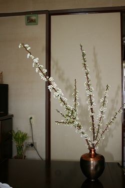 スモモ-1.jpg