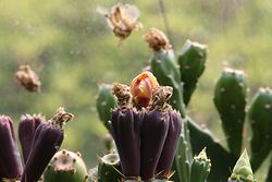 サボテンの花-4.jpg