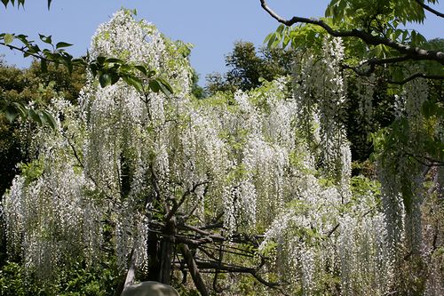 藤-一本-9.jpg