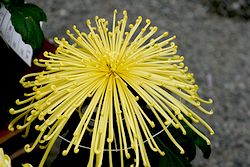 IMG_8509.jpg