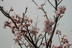 ソメイヨシノ-1.jpg