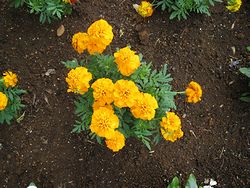 IMG_0238.jpg
