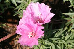 IMG_3265.jpg
