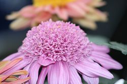 IMG_8518.jpg