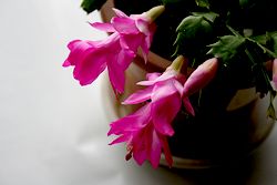2009.01.18ベランダ.jpg