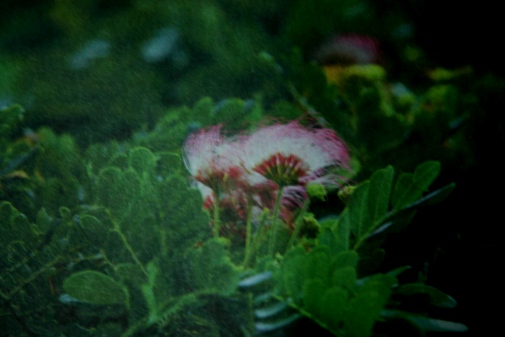 日立の木-花.jpg