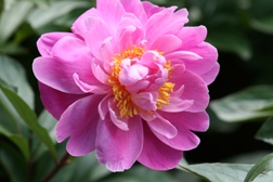 芍薬-P3.jpg