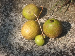 ハンカチの実とクロムジs.JPG