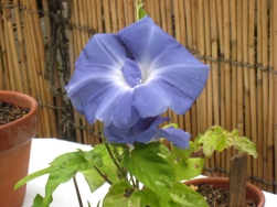 朝顔-2.jpg
