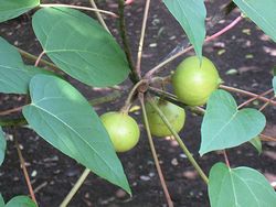IMG_9948.jpg