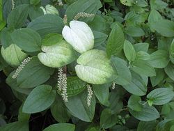 IMG_9788.jpg