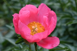 芍薬-NP3.jpg