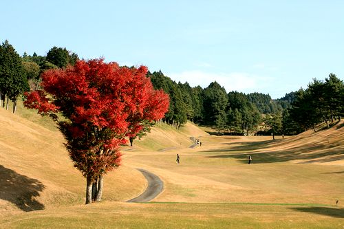 紅葉 (4).jpg