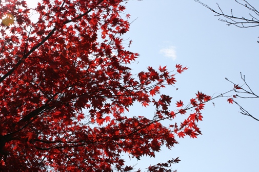 紅葉-0.jpg