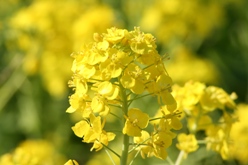 菜の花-2.jpg