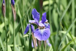 菖蒲系-1.jpg