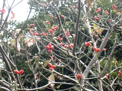木の実-3.jpg