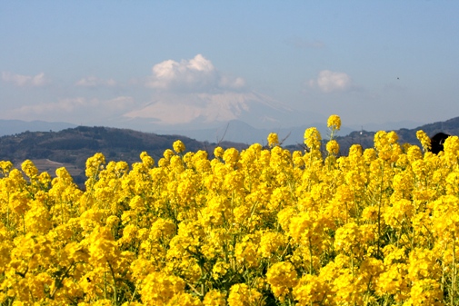 富士山.jpg