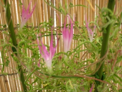 朝顔-1.jpg