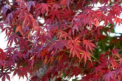 紅葉 (2).jpg